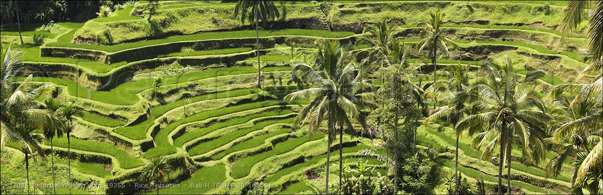 Peter Bellingham Photography Rice Terraces - Bali H (PBH4 00 16568)